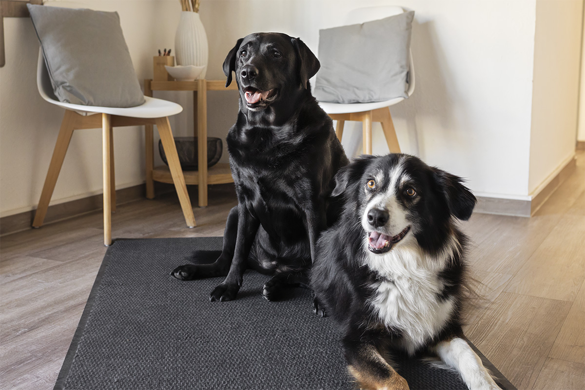 Zwei Hunde im Buero von Steuerberatungsgesellschaft Niepel & Kollegen in Sinzig