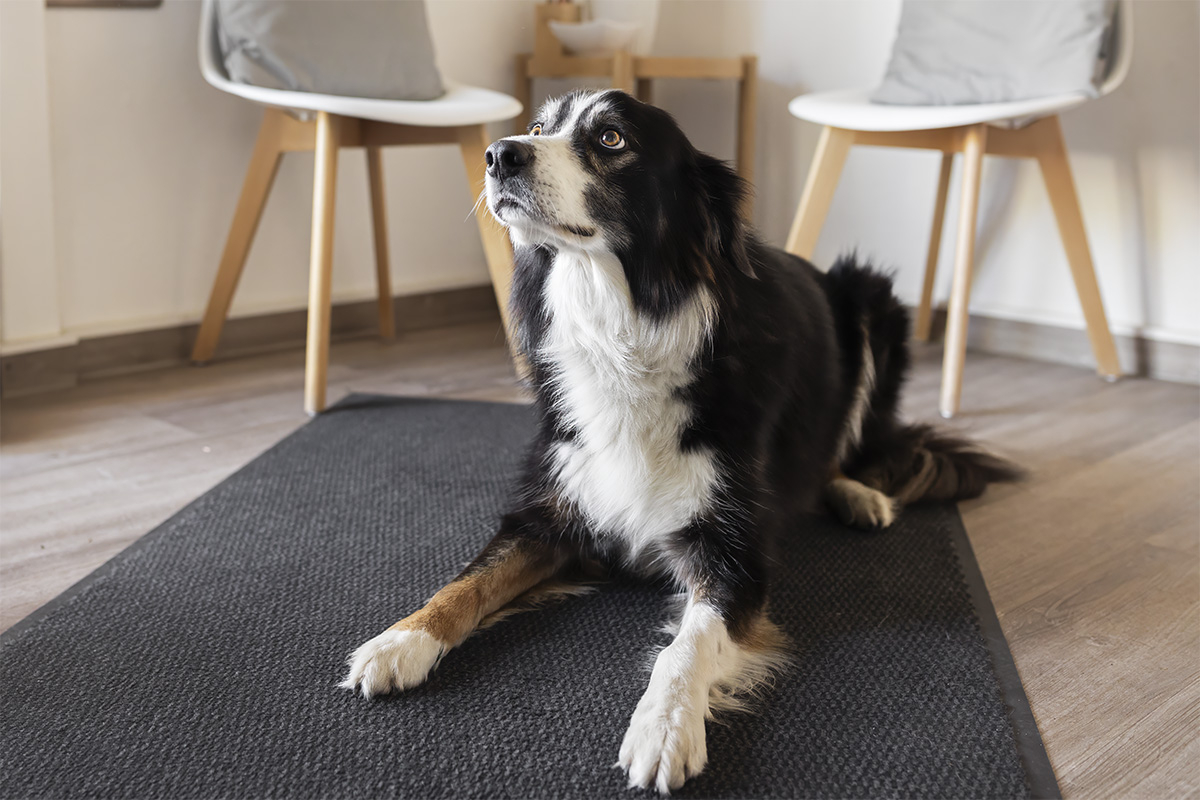 Hund auf Teppich im Buero von Steuerberatungsgesellschaft Niepel & Kollegen in Sinzig